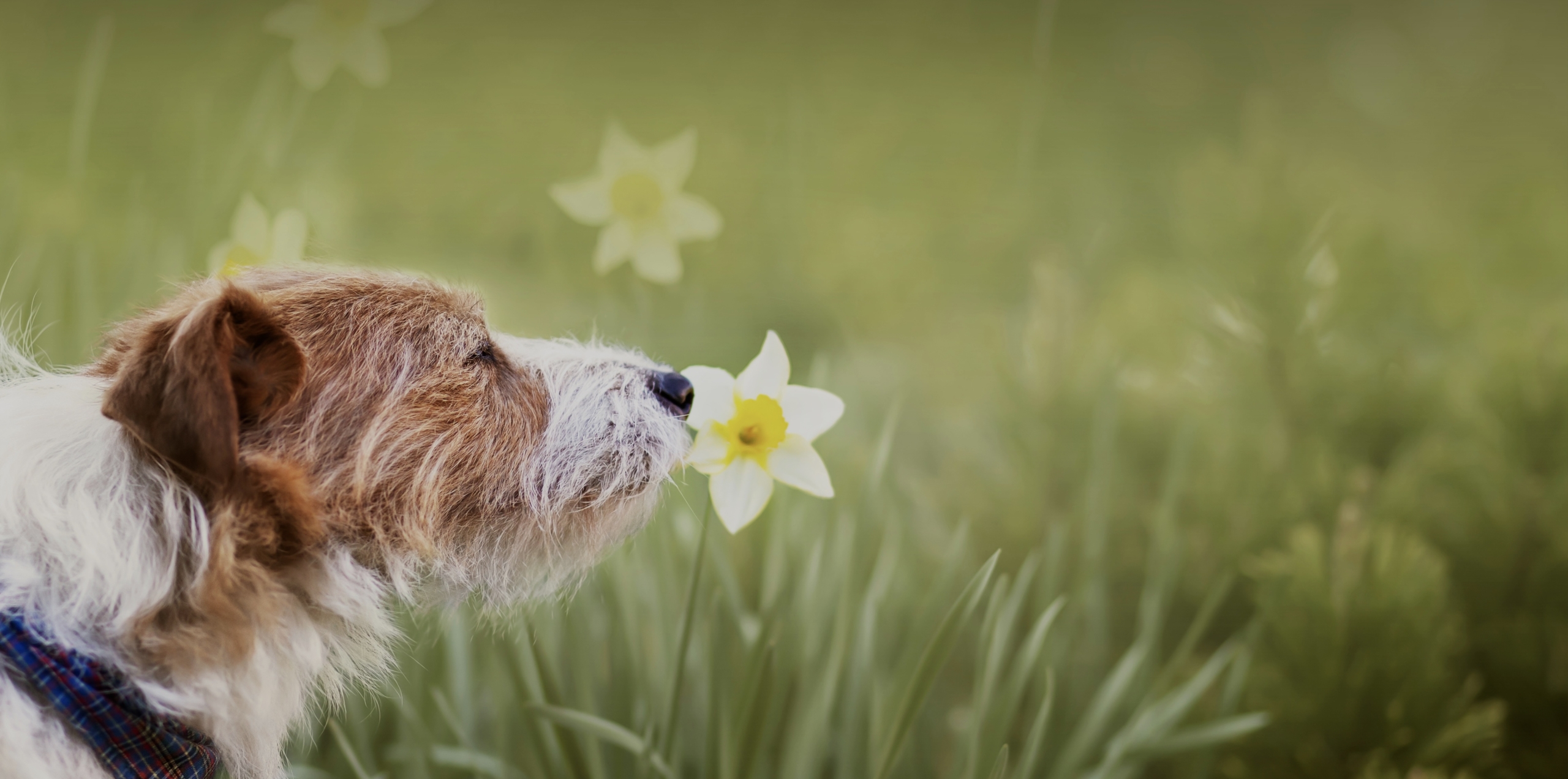 Cute pet dog smelling easter spring flower