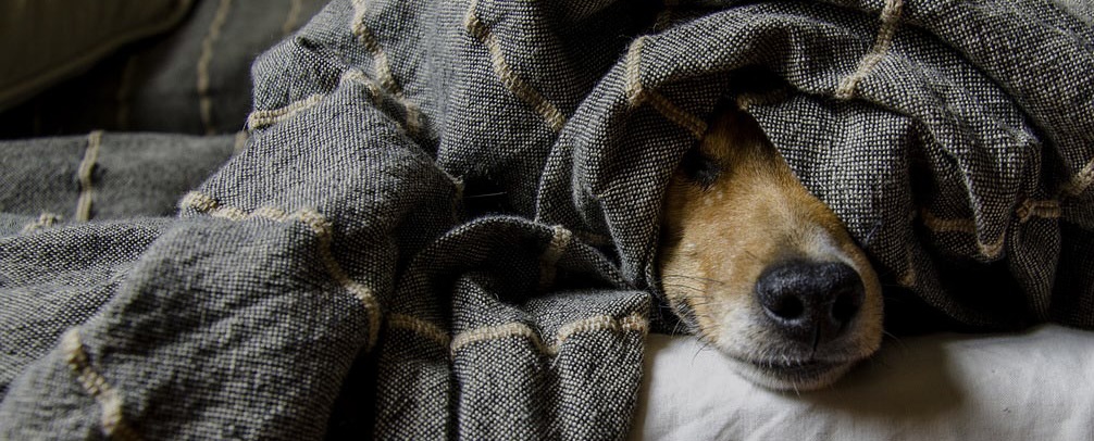 jasmin-tengvall_hundeverhalten 2